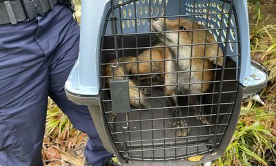 Fox news: Capitol police catch mammal accused of attacking congressman