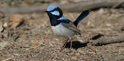 New research shows planting trees and shrubs brings woodland birds back to farms, from superb fairy wrens to spotted pardalotes