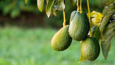 Avocado growers get support to access Japanese market as domestic prices fall