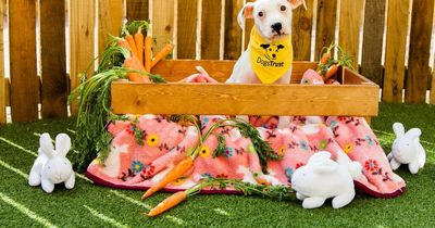 Dogs Trust issues warning as Easter bank holiday weekend approaches