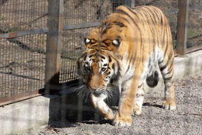 Kharkiv zoo prepares to kill lions and tigers in case Russian shelling lets them loose in city