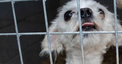 NI voters can demand action on animal welfare from election candidates on their doorstep
