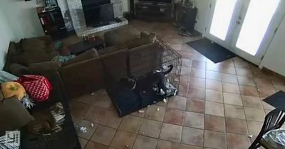 Woman shares chilling security footage of 'ghost' removing dog's collar