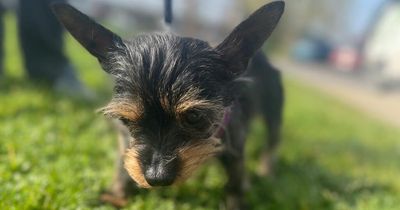 Dog who weighs a little more than a bag of sugar in desperate need of new home