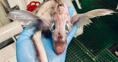 Fisherman finds odd creature out at sea that people think is a 'baby dragon'