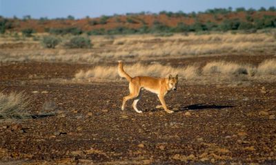 Most wild dogs killed across rural Australia are pure dingoes, DNA research says