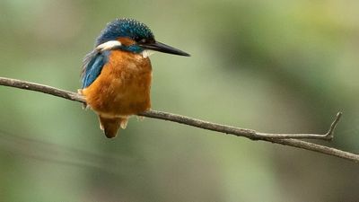 Number Of Birds Living In Tropical Forests ‘Has Plummeted By Up To 90 Per Cent In Just 40 Years’