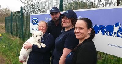 RSPCA branch that helps abused and neglected pets facing closure