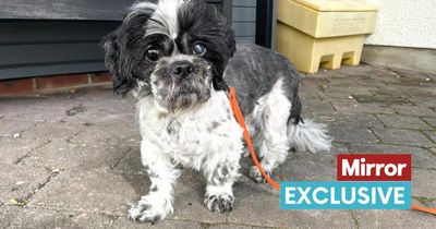 Dogs Trust's oldest rescue dog, 15, looks for retirement home to nap and snuggle