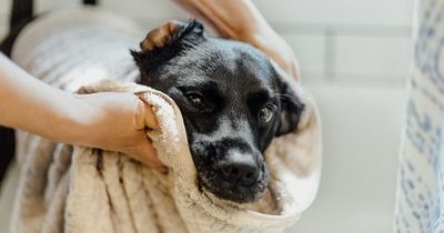 Donate old bedding to animal shelters and help rescue dogs in need this spring