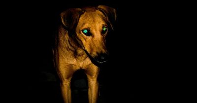 Expert explains how dogs see the world and why eyes glow in the dark