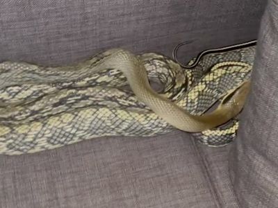 California man finds 7-foot-long snake in his sofa