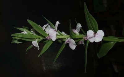 All about orchids in new book