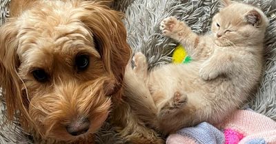 Adorable puppy becomes best friends with rescue kittens and sleeps beside them at night