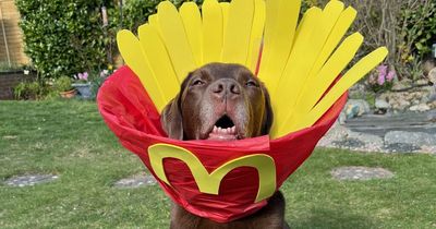 Dad dons 'cone of shame' to match sad labrador and make him feel better after surgery