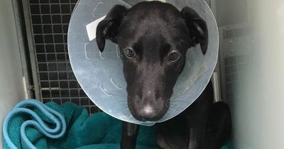 Puppy's leg amputated after being dumped in park