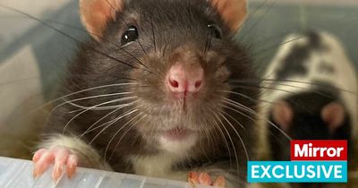 Brits encouraged to get rats as pets as they are 'sociable, intelligent and friendly'