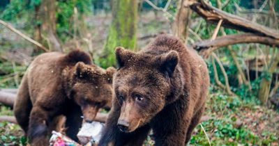 Bristol Bears rugby team will face real bears at the Wild Place