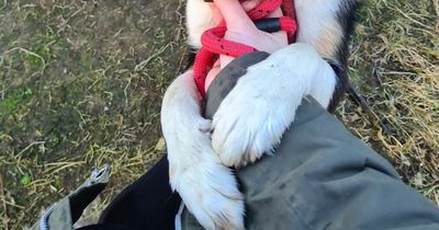 Dumped NI dog afraid of human contact now gives cuddles and hugs