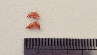 Rain brings tiny land crustaceans known as forest hoppers to Brisbane suburbs