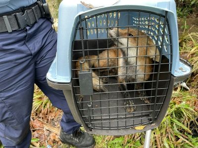 Fox caught at US Capitol had rabies: city health authority