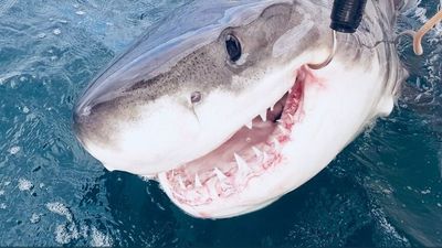 Shark drum lines roll out in Illawarra, but listening stations are delayed