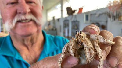 Hermit crabs make quirky cheap pets but some fear they are being treated as 'disposable'