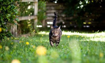 New Zealand’s cats are decimating native wildlife – should they be treated as pests?