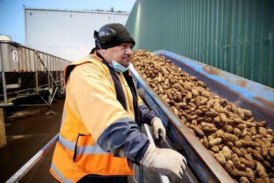Blast food: chip factory calls bomb squad after muddy spud turns out to be grenade