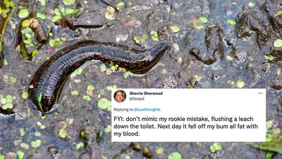 Sydneysiders Are Now Battling Leeches (!!!) In All This Wetness Which Absolutely Fucken Sucks