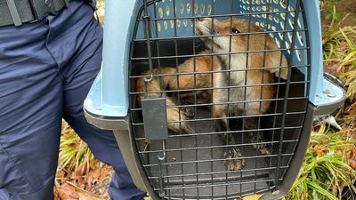 Viral fox euthanased after achieving internet fame and biting nine people at US Capitol had rabies, officials say