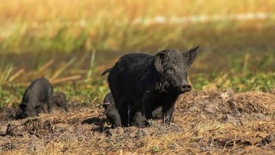 Japanese encephalitis virus detected in feral pigs in the NT's West Daly region