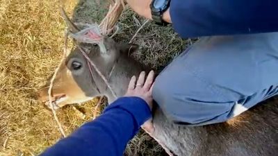 Australian vet helping stranded animals amid air raids and checkpoints in Ukraine-Russia war