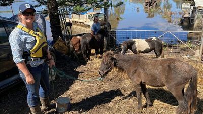 Miniature horses among animals rescued after weeks stranded on a flooded NSW property