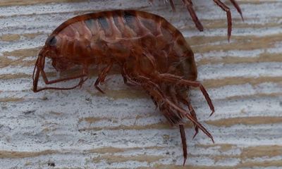 Invasion of the lawn prawn: heavy rain drives tiny back yard crustaceans into Queensland and NSW homes