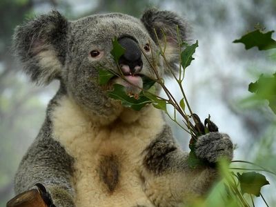 Wildlife groups find koala plan lacking
