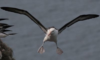 Thousands of miles from the nearest other albatross, is Yorkshire-loving Albie the world’s loneliest bird?