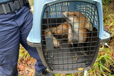 Fox that attacked and bit members of Congress on Capitol Hill had rabies, officials confirm