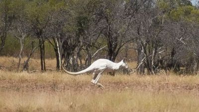 Elusive white kangaroo a sight for sore eyes on outback Queensland station