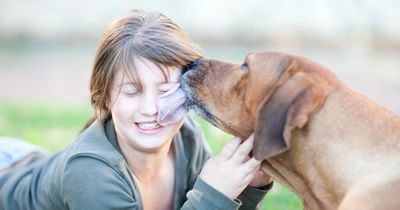 Dog owners urged to stop pets from licking faces due to superbug resistant to drugs