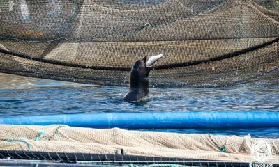 Thieving sea lions break into salmon farm and gorge on feast of fish
