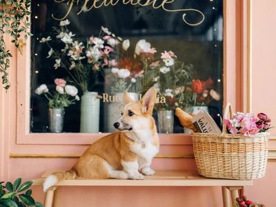 London’s first corgi café to open for Queen’s Platinum Jubilee