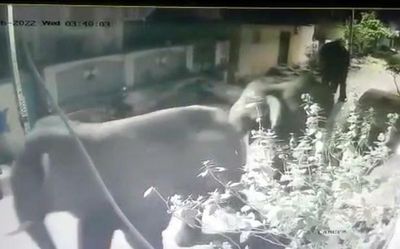 Elephant herd’s trek to Tirupati city limits sends shock waves to residents