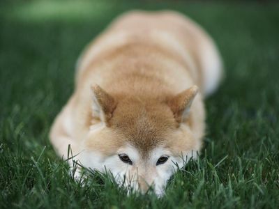 Why Is Dogecoin Crashing Today?