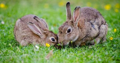 Rabbits will be withdrawn from sale and adoption over Easter
