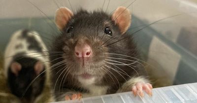 RSPCA received 20 reports of cruelty against rats in the North East last year