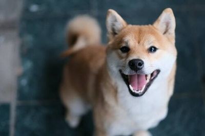 The surprising evolutionary history behind dogs making “puppy eyes”