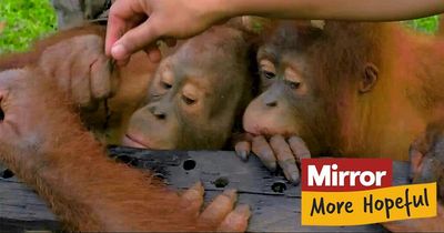 Adorable baby orangutans taught essential skills before being released into wild