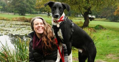 Expert dog walker says dogs don't need a daily walk - but that doesn't mean you can sit back and watch TV instead