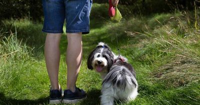 Dog poo capital of UK has been crowned as complaints about the smelly mess soar